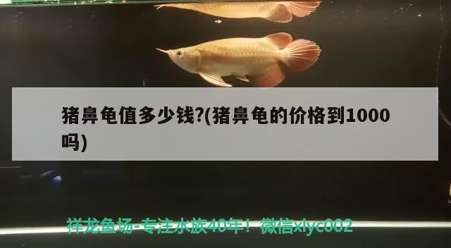 豬鼻龜值多少錢?(豬鼻龜?shù)膬r格到1000嗎)
