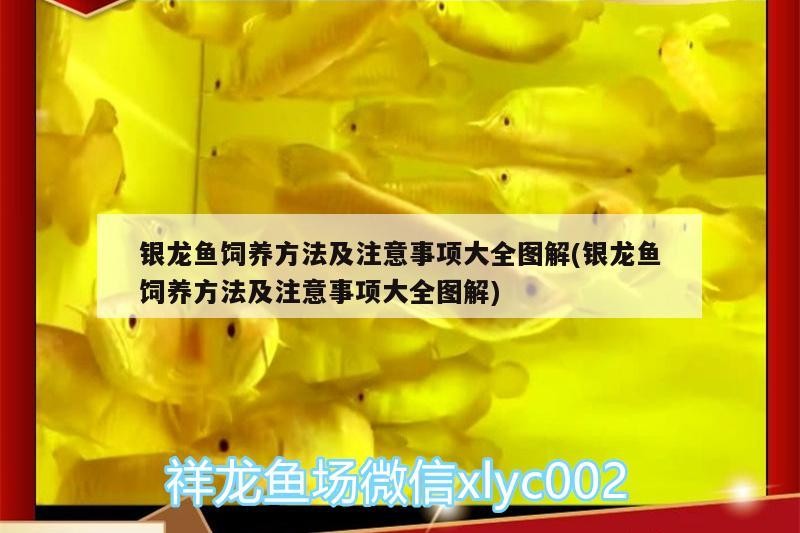 銀龍魚飼養方法及注意事項大全圖解(銀龍魚飼養方法及注意事項大全圖解)