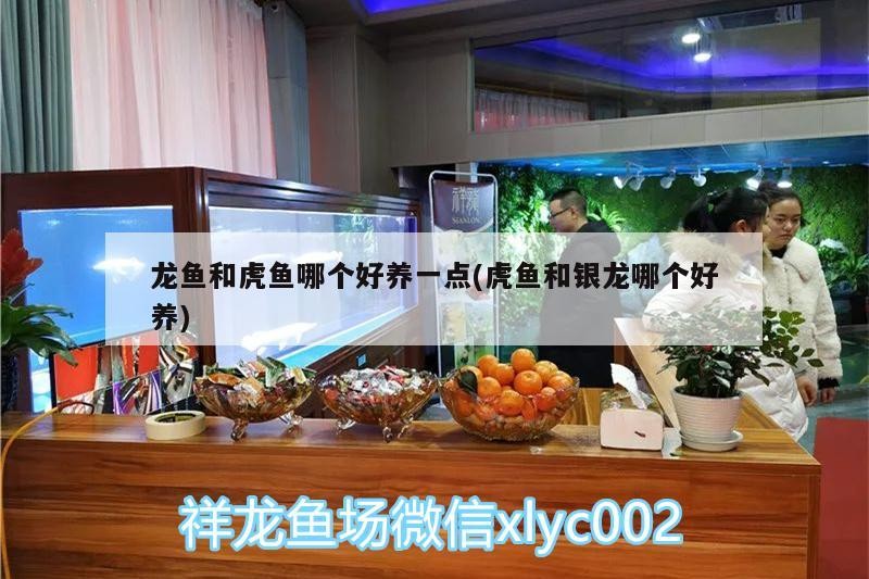 龍魚和虎魚哪個好養一點(虎魚和銀龍哪個好養)
