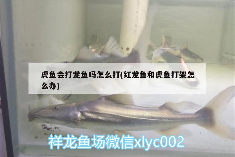 虎魚會打龍魚嗎怎么打(紅龍魚和虎魚打架怎么辦)