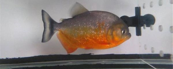 虎魚的種類和特點：印尼虎魚與其他觀賞魚的區別虎魚與其他觀賞魚的區別