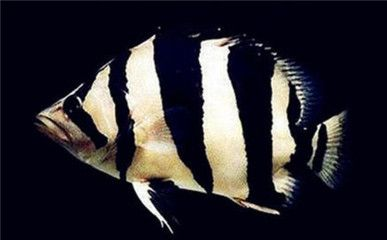 虎魚的種類和特點(diǎn)：印尼虎魚與其他觀賞魚的區(qū)別虎魚與其他觀賞魚的區(qū)別
