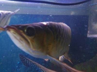 紅龍魚經(jīng)常撞缸怎么回事：紅龍魚撞缸可能由多種因素引起，