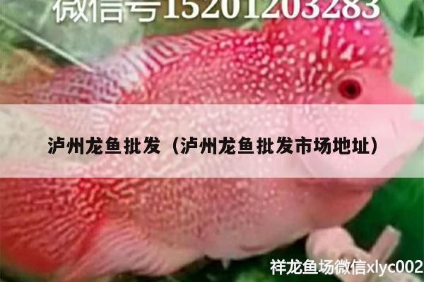 瀘州紅龍魚價格2688貴嗎？