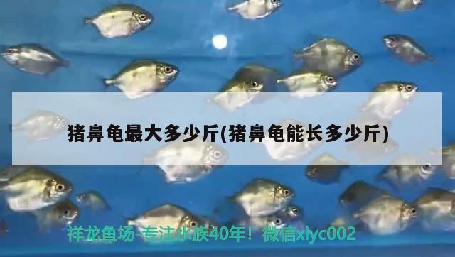豬鼻龜最大多少斤(豬鼻龜能長多少斤)