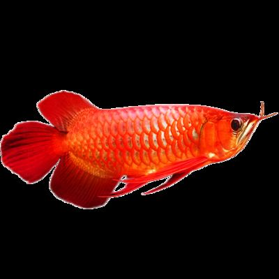 紅龍魚冠軍：2017年臺灣觀賞魚博覽會冠軍紅龍魚價值300萬元