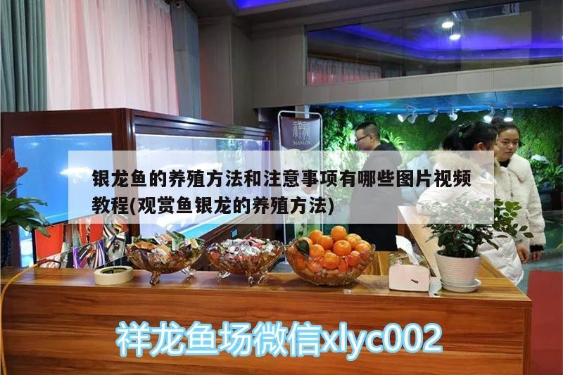 銀龍魚的養(yǎng)殖方法和注意事項(xiàng)有哪些圖片視頻教程(觀賞魚銀龍的養(yǎng)殖方法)