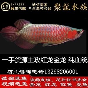 麒麟紅龍魚鳳凰紅龍魚赤血紅龍魚：鳳凰紅龍魚與麒麟區別，紅龍魚日常護理要點