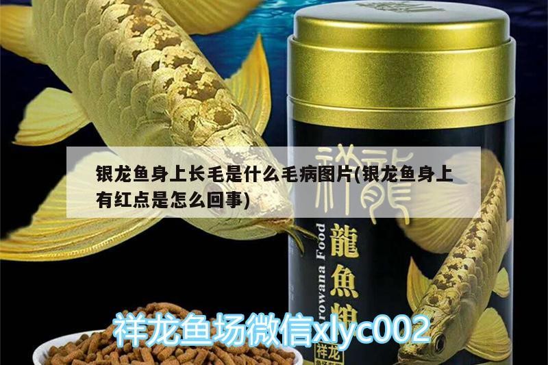 銀龍魚身上長毛是什么毛病圖片(銀龍魚身上有紅點是怎么回事)