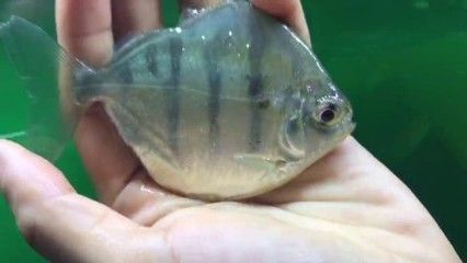 虎紋銀板魚的飼養技巧：虎紋銀板魚與其他銀板魚的區別虎紋銀板魚與其他銀板魚的區別 虎紋銀板魚的飼養技巧：虎紋銀板魚與其他銀板魚的區別虎紋銀板魚與其他銀板魚的區別 虎魚百科 第1張