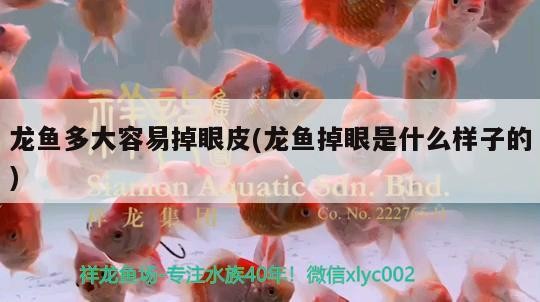 龍魚多大容易掉眼皮(龍魚掉眼是什么樣子的) 龍魚多大容易掉眼皮(龍魚掉眼是什么樣子的) 魟魚百科
