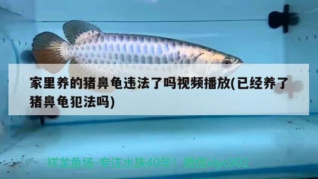家里養的豬鼻龜違法了嗎視頻播放(已經養了豬鼻龜犯法嗎)