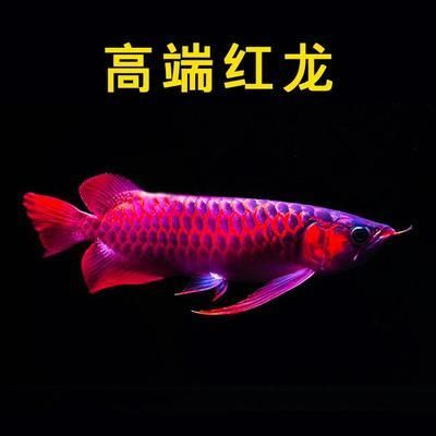 進(jìn)口紅龍魚：紅龍魚飼養(yǎng)技巧有哪些
