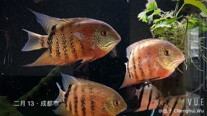 虎斑魚飼養(yǎng)方法：虎斑魚的飼養(yǎng)方法
