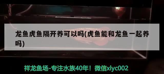 龍魚虎魚隔開養可以嗎(虎魚能和龍魚一起養嗎)