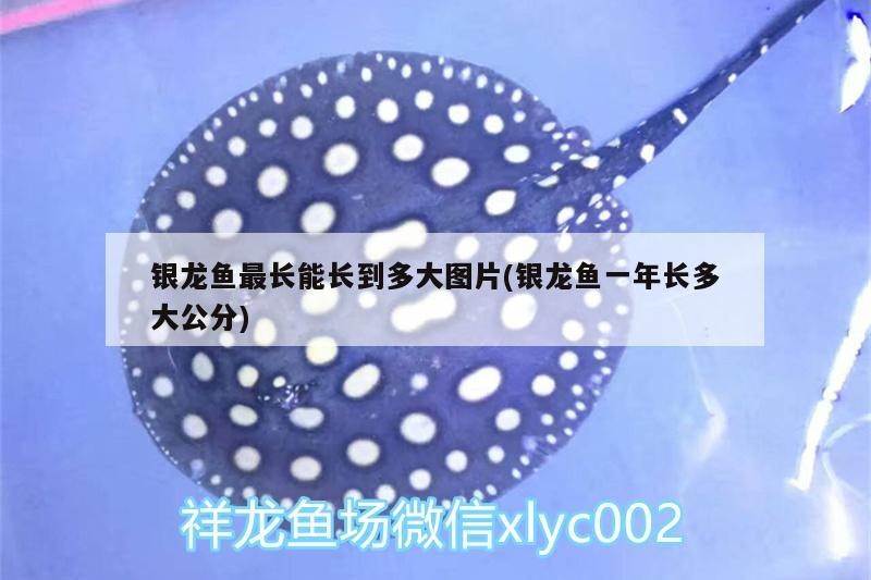 銀龍魚最長(zhǎng)能長(zhǎng)到多大圖片(銀龍魚一年長(zhǎng)多大公分)