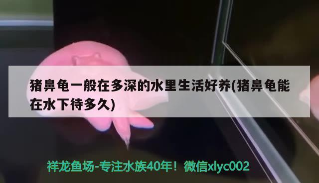魚缸用增氧泵價格是多少:魚缸增氧機-xtrac增氧機-xtrac增氧機 豬鼻龜一般在多深的水里生活好養(豬鼻龜能在水下待多久) 豬鼻龜百科 豬鼻龜一般在多深的水里生活好養(豬鼻龜能在水下待多久) 豬鼻龜一般在多深的水里生活好養(豬鼻龜能在水下待多久) 豬鼻龜百科