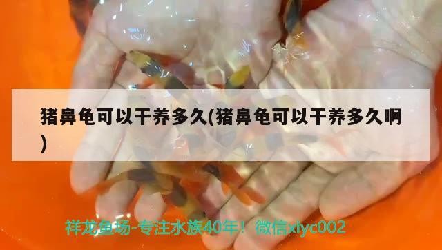 豬鼻龜可以干養多久(豬鼻龜可以干養多久啊)