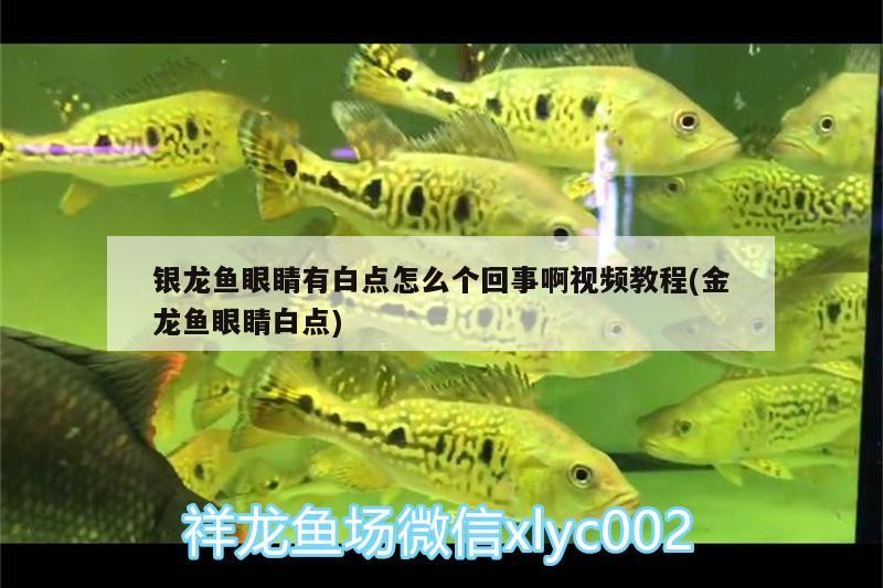 銀龍魚眼睛有白點(diǎn)怎么個(gè)回事啊視頻教程(金龍魚眼睛白點(diǎn))