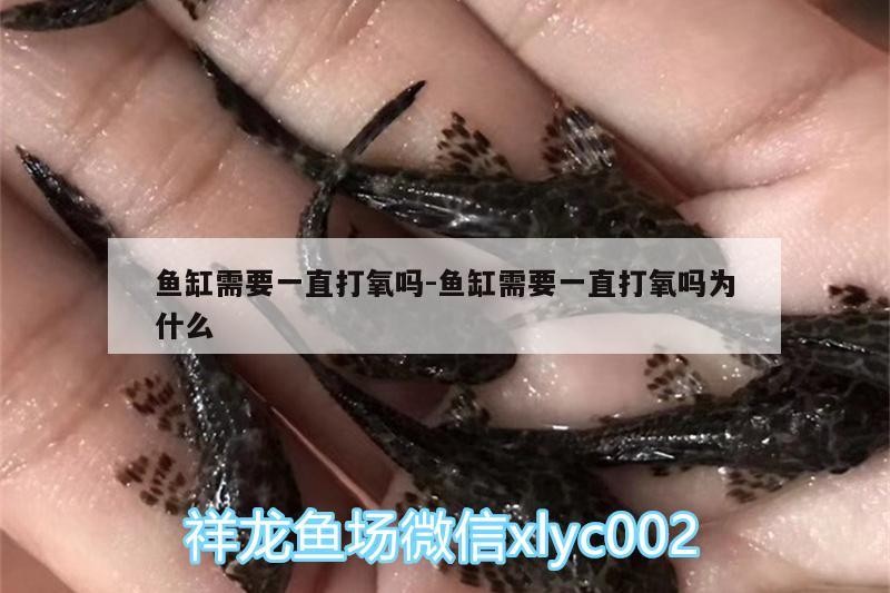 魚缸需要一直打氧嗎:魚缸需要一直打氧嗎為什么