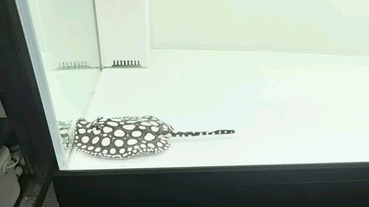 皇冠小魚兩個月表現