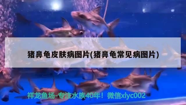 豬鼻龜皮膚病圖片(豬鼻龜常見病圖片)