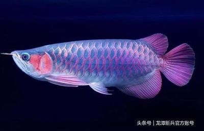 紅龍魚春季夏季色彩對比：紅龍魚在春季和夏季的外觀呈現出鮮明對比，紅龍魚冬季色彩變化