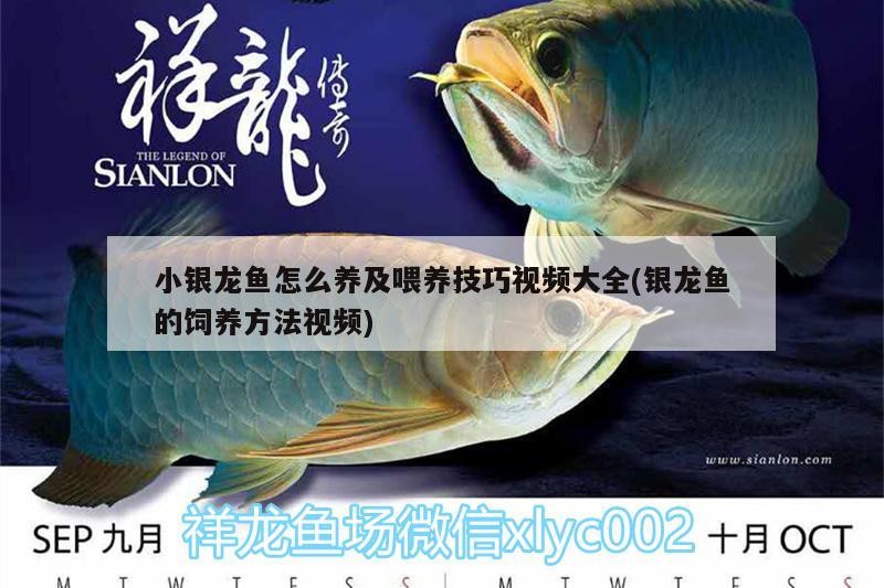 小銀龍魚怎么養及喂養技巧視頻大全(銀龍魚的飼養方法視頻)