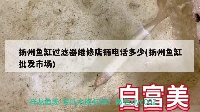 揚(yáng)州魚缸過(guò)濾器維修店鋪電話多少(揚(yáng)州魚缸批發(fā)市場(chǎng))