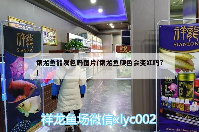 銀龍魚(yú)能發(fā)色嗎圖片(銀龍魚(yú)顏色會(huì)變紅嗎?)