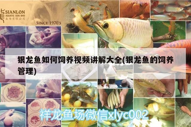 銀龍魚如何飼養視頻講解大全(銀龍魚的飼養管理)