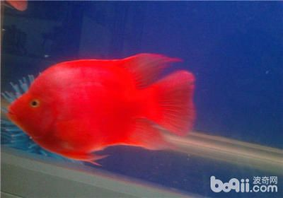 觀賞魚白化病（觀賞魚白化病與白化病的區別在于白化癥和白變病的區別）