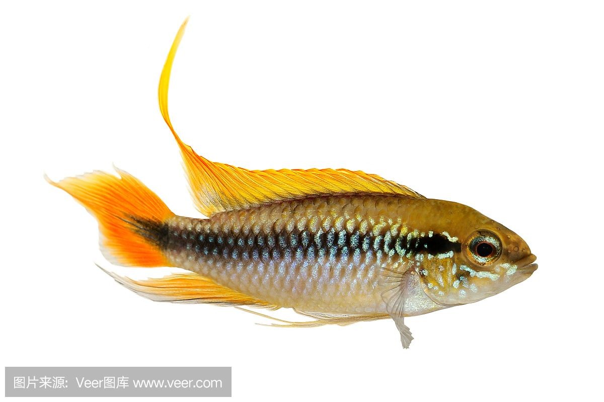 觀賞魚白化病（觀賞魚白化病與白化病的區別在于白化癥和白變病的區別）