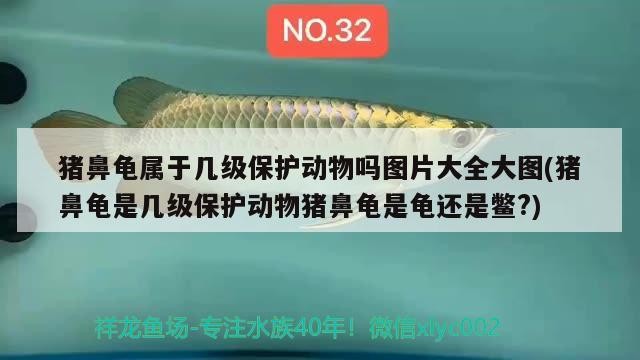 豬鼻龜屬于幾級保護動物嗎圖片大全大圖(豬鼻龜是幾級保護動物豬鼻龜是龜還是鱉?)