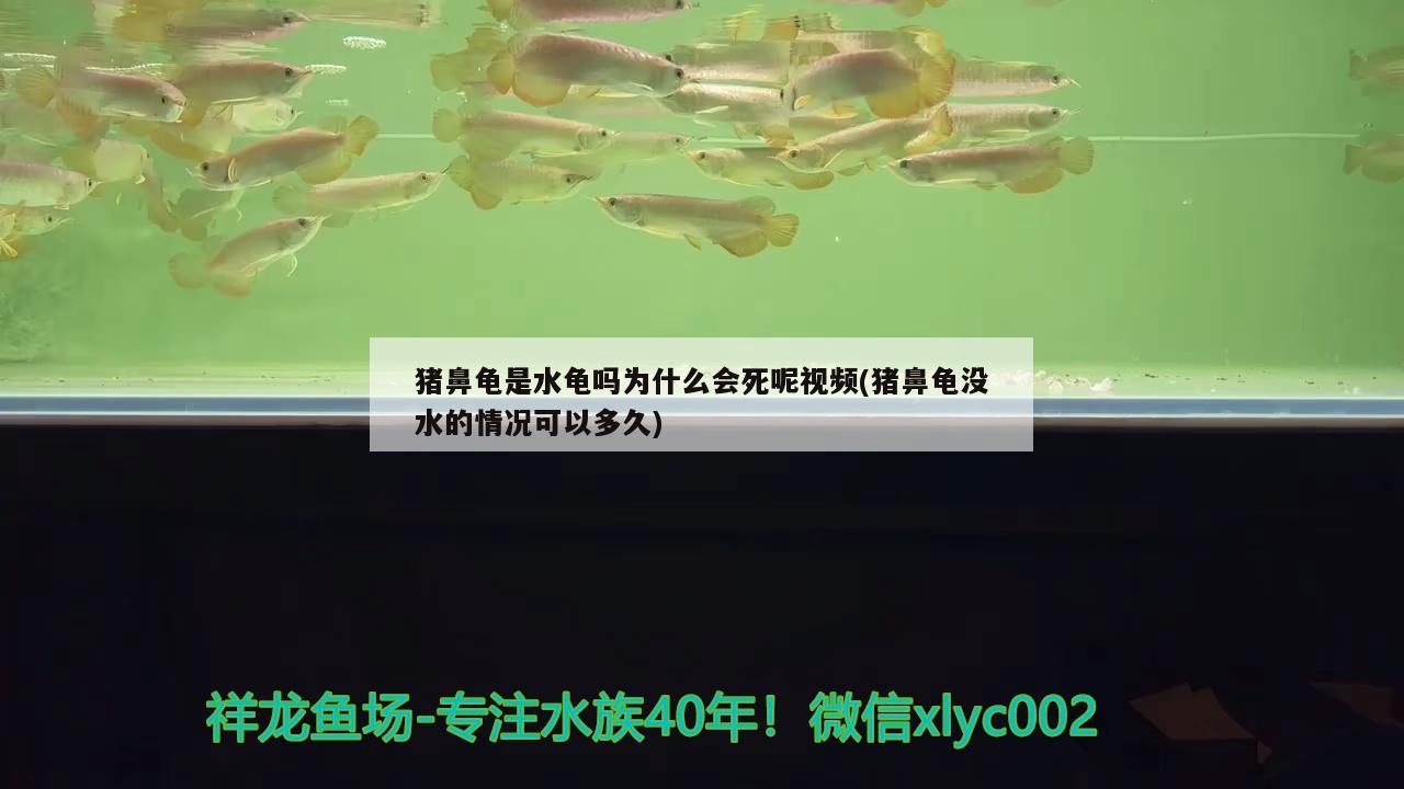 豬鼻龜是水龜嗎為什么會死呢視頻(豬鼻龜沒水的情況可以多久)