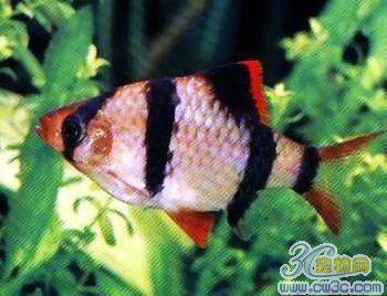 虎皮魚在魚缸角落活動的原因是什么虎皮魚在魚缸角落活動的原因：虎皮魚為什么喜歡在魚缸角落活動