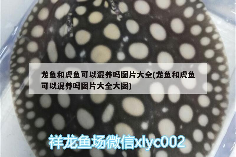 龍魚和虎魚可以混養嗎圖片大全(龍魚和虎魚可以混養嗎圖片大全大圖)