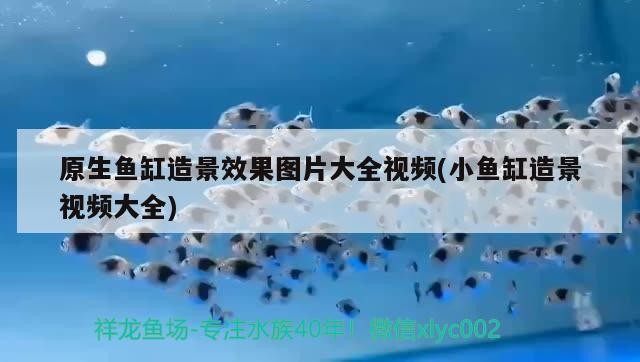 原生魚缸造景效果圖片大全視頻(小魚缸造景視頻大全)