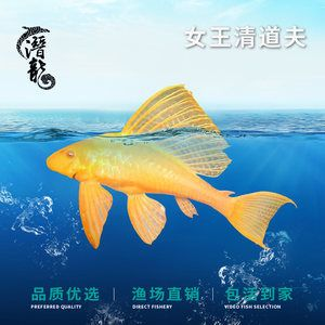 大型魚缸除藻:大型魚缸如何除藻? 魚缸百科 第1張 大型魚缸除藻:大型魚缸如何除藻? 大型魚缸除藻:大型魚缸如何除藻? 魚缸百科 第1張