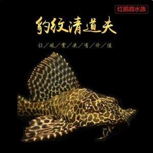大型魚缸除藻:大型魚缸如何除藻? 魚缸百科 第3張 大型魚缸除藻:大型魚缸如何除藻? 大型魚缸除藻:大型魚缸如何除藻? 魚缸百科 第3張