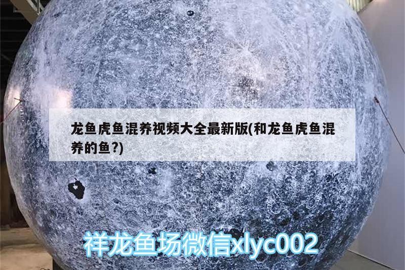 龍魚虎魚混養視頻大全最新版(和龍魚虎魚混養的魚?)