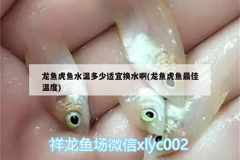 龍魚虎魚水溫多少適宜換水啊(龍魚虎魚最佳溫度)
