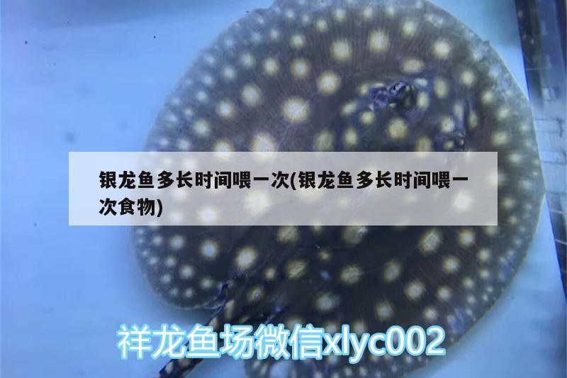 銀龍魚多長時間喂一次(銀龍魚多長時間喂一次食物)