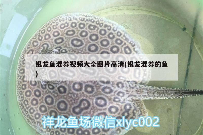 銀龍魚混養(yǎng)視頻大全圖片高清(銀龍混養(yǎng)的魚)