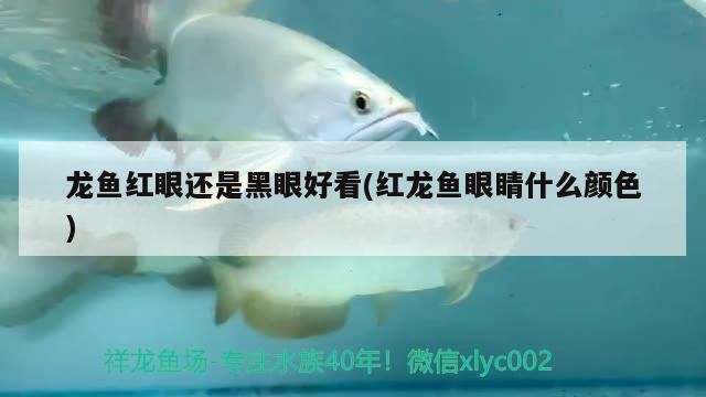 龍魚紅眼還是黑眼好看(紅龍魚眼睛什么顏色)