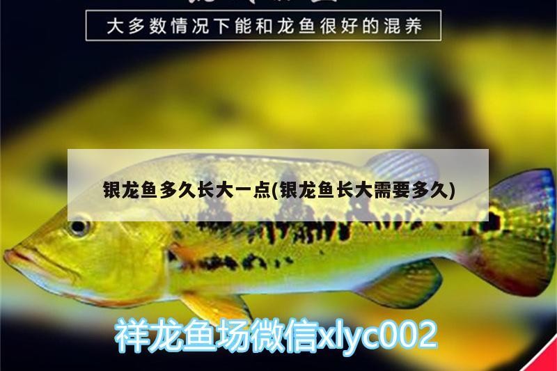 銀龍魚多久長大一點(銀龍魚長大需要多久) 銀龍魚多久長大一點(銀龍魚長大需要多久) 銀龍魚百科