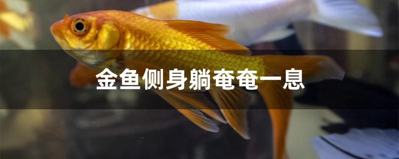 金魚側身躺奄奄一息怎么辦