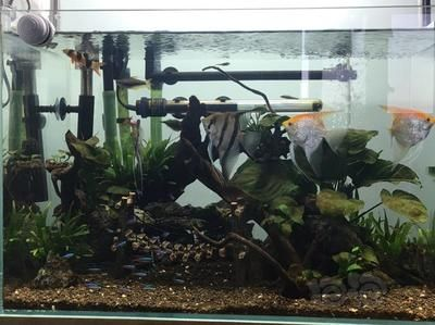 哪些藥物可以有效治療龍魚脹氣？（龍魚脹氣對癥用藥速查表）