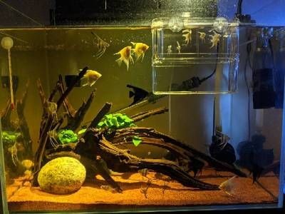 大魚缸工具魚有哪些：水族箱生態平衡、魚缸生態平衡、魚缸生態平衡的秘密