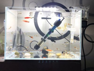 大魚缸工具魚有哪些：水族箱生態平衡、魚缸生態平衡、魚缸生態平衡的秘密